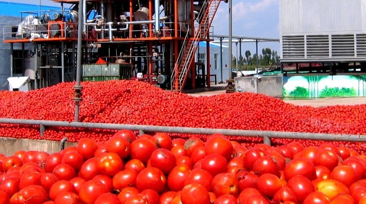 روند مطلوب خرید گوجهفرنگی توسط کارخانجات رب آذربایجان غربی روند مطلوب خرید گوجهفرنگی توسط کارخانجات رب آذربایجان غربی
