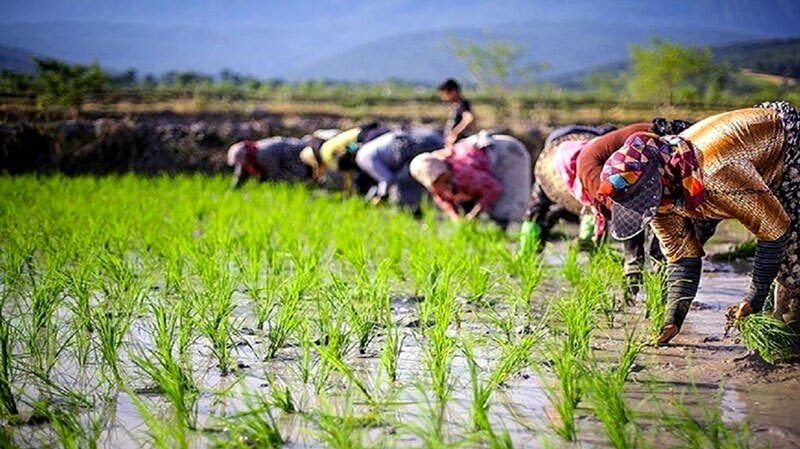 پیش بینی تولید نزدیک به ۲ میلیون تن برنج