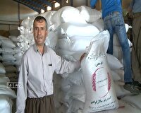 توزیع ارقام جدید بذر، راهکاری برای افزایش بهرهوری کشاورزی در مهاباد