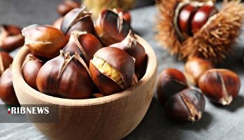 برداشت شاه بلوط در شفت