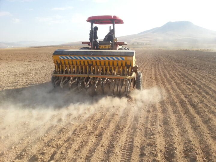 آغاز کشت گندم در بندرعباس آغاز کشت گندم در بندرعباس