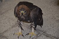 کشف شاهین یک میلیارد تومانی در دامغان