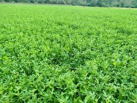 کشت ۴۵۰ هکتار علوفه دامی در سوادکوه شمالی