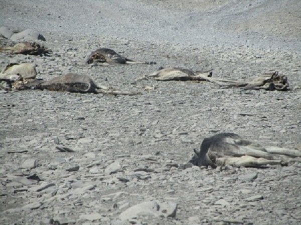 واکنش محیطزیست هرمزگان به کشتن الاغها واکنش محیطزیست هرمزگان به کشتن الاغها