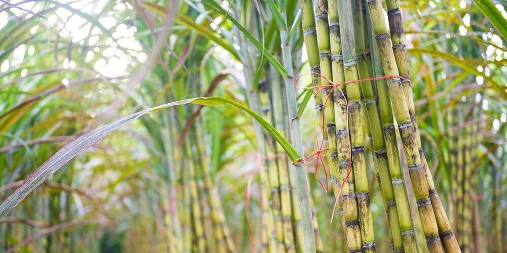 آتش زدن مزارع نیشکر برای جلوگیری از تلفات قندی در کارخانه‌ها