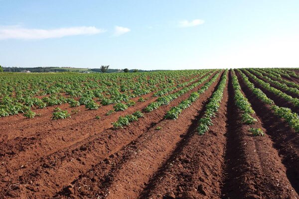 سلامت زندگی در گرو سلامت خاک سلامت زندگی در گرو سلامت خاک