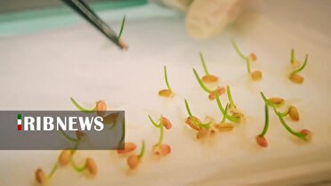 اصلاح نژاد گندم گامی موثر در افزایش بهره وری و کاهش مصرف آب