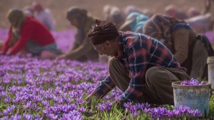 سهم ایران در تولید جهانی طلای سرخ ۹۰ درصد است سهم ایران در تولید جهانی طلای سرخ ۹۰ درصد است