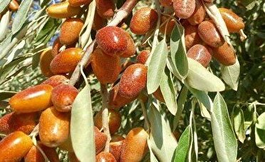 آذربایجان شرقی رتبه نخست کشور در تولید سنجد