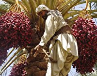 برداشت ۳۵۰ هزار تن خرما در سیستان و بلوچستان