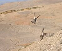 بازگشت ۸ قطعه کبک به طبیعت شهرستان شوط