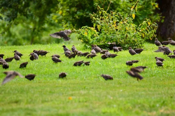عملیات پیش دستانه در مزارع برای مقابله با حمله پرندگان عملیات پیش دستانه در مزارع برای مقابله با حمله پرندگان