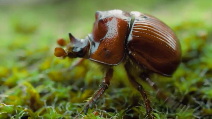 از پاسداشت روز دانشجو تا مستند حشرات شگفت‌انگیز در قاب سیما