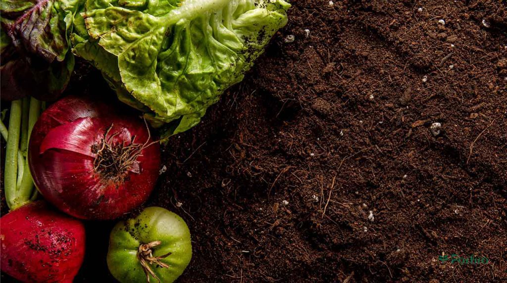 خاک سالم؛ پایه پایداری شهرها و کیفیت زندگی خاک سالم؛ پایه پایداری شهرها و کیفیت زندگی