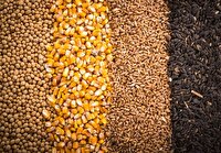 آخرین وضعیت توزیع نهاده دامی بین مرغداران و دامداران