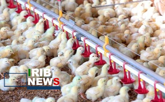 افزایش ۳۸ درصدی جوجه‌ریزی در آذربایجان شرقی