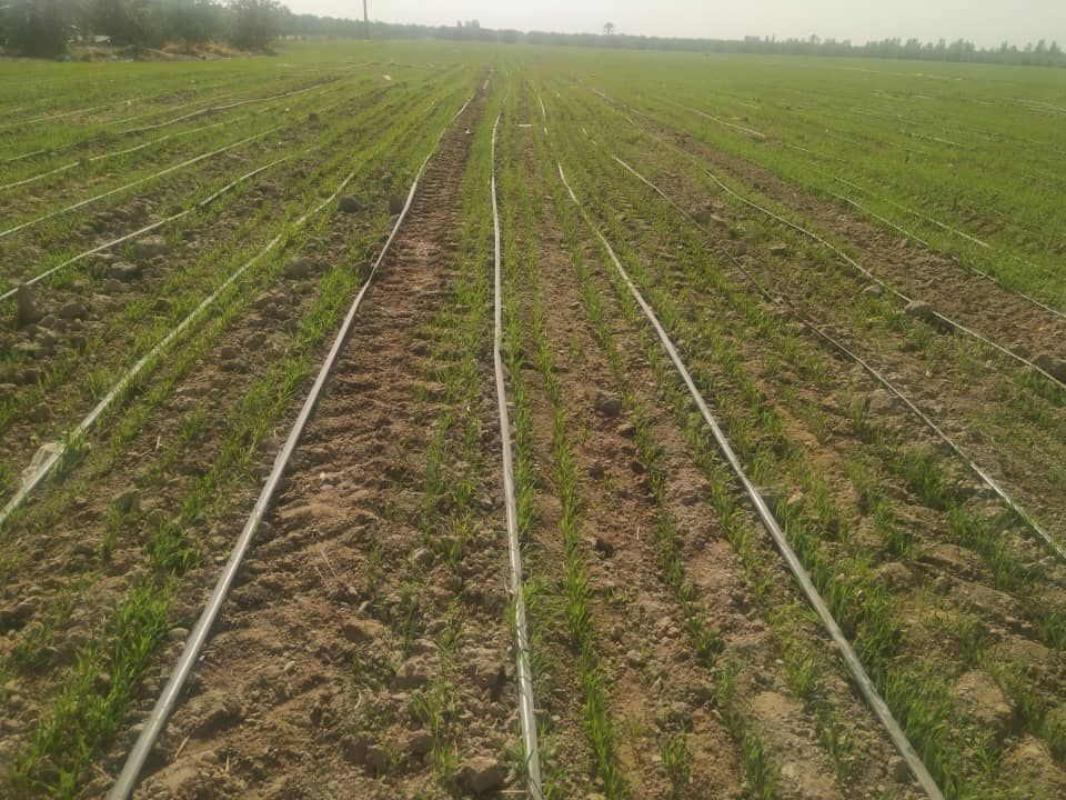 کشت گندم در زمین‌های کشاورزی هرمزگان