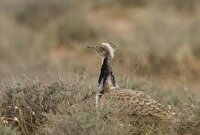 ثبت گونه «هوبره» در حاشیه منطقه حفاظت‌شده سبزکوه