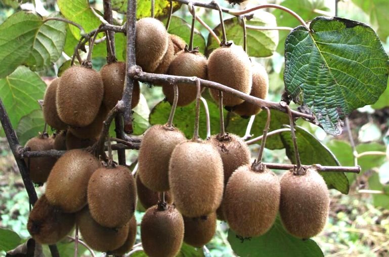 روزهای پایانی برداشت کیوی در گیلان با برداشت ۹۸ درصد محصول روزهای پایانی برداشت کیوی در گیلان با برداشت ۹۸ درصد محصول