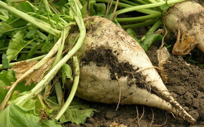 افزایش عیار چغندر تولیدی به بیش از ۱۷ درصد در چهارمحال و بختیاری افزایش عیار چغندر تولیدی به بیش از ۱۷ درصد در چهارمحال و بختیاری