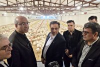 دولت از توسعه صنعت طیور در استان کرمانشاه حمایت می‌کند