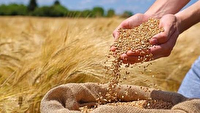 رکورد زنی خرید گندم در کهگیلویه و بویراحمد