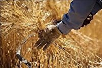 ادامه خرید تضمینی گندم در خراسان رضوی با فعال شدن ۶۰ مرکز