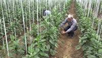 افتتاح نخستین گلخانه روستای  عربلو؛ گامی به سوی کشاورزی کم‌آب‌بر