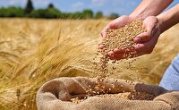 افزایش مراکز خرید گندم در روستا‌های کوهستانی مازندران