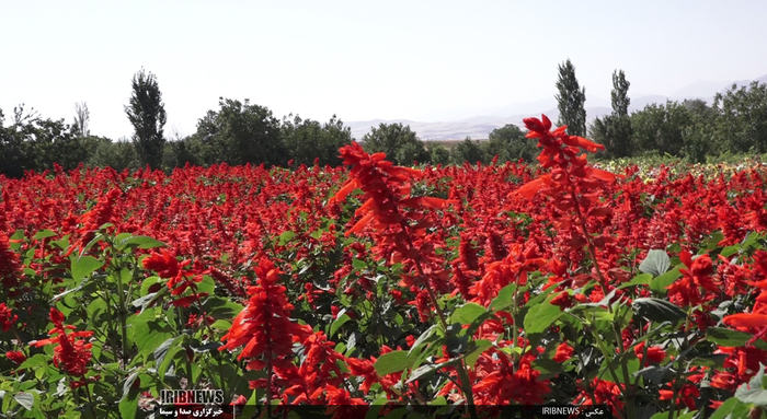 جشنواره گل و گیاه در روستای گایکان شهرستان الیگودرز