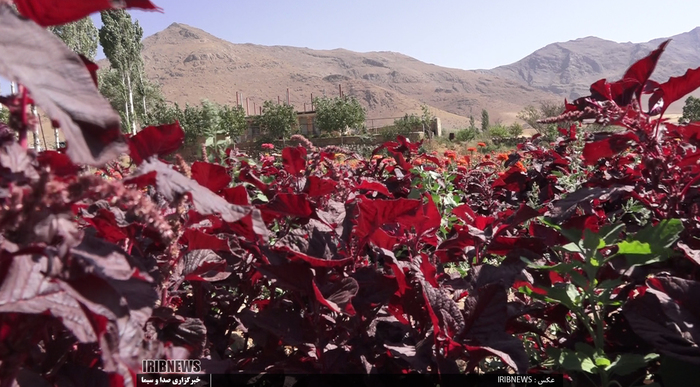 جشنواره گل و گیاه در روستای گایکان شهرستان الیگودرز