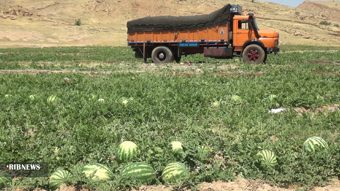 برداشت هنداونه از 50 هکتار زمین در بهمئی