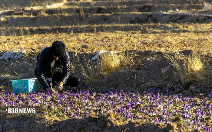 برداشت طلای سرخ در دل کویر