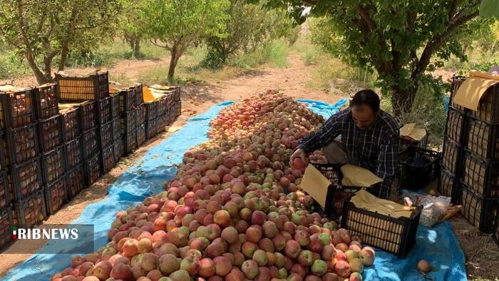 آغاز برداشت سیب در شیروان